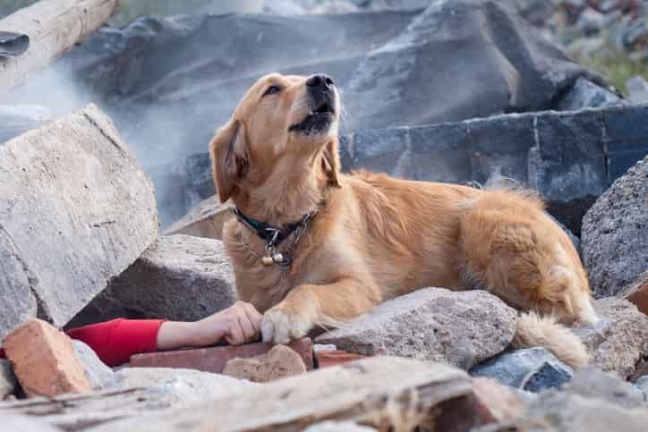 Köpeklerin depremleri hissedip hissetmediği