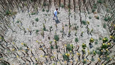 Çukurova'daki aşırı sıcaklar birçok üründe