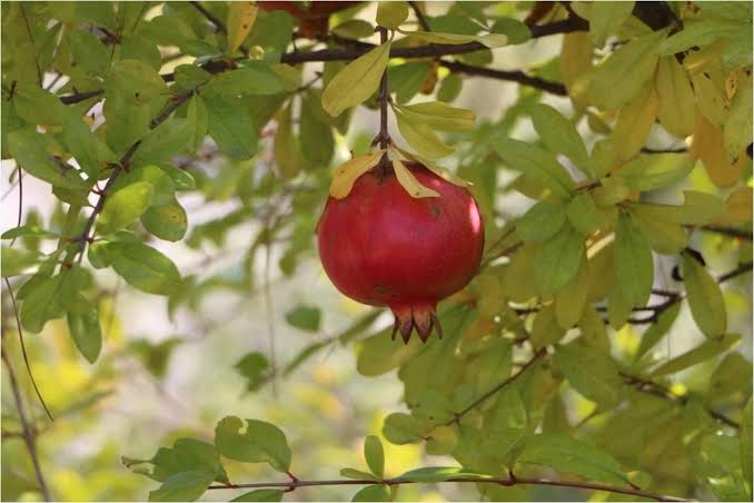 Kuytucak Narı Hasadı Başladı : 20 Liraya Alıcısını Buluyor