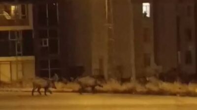 Osmaniye'de aç kalan domuz sürüsü