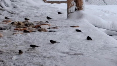 Adana'nın Feke İlçesinde kar yağışı