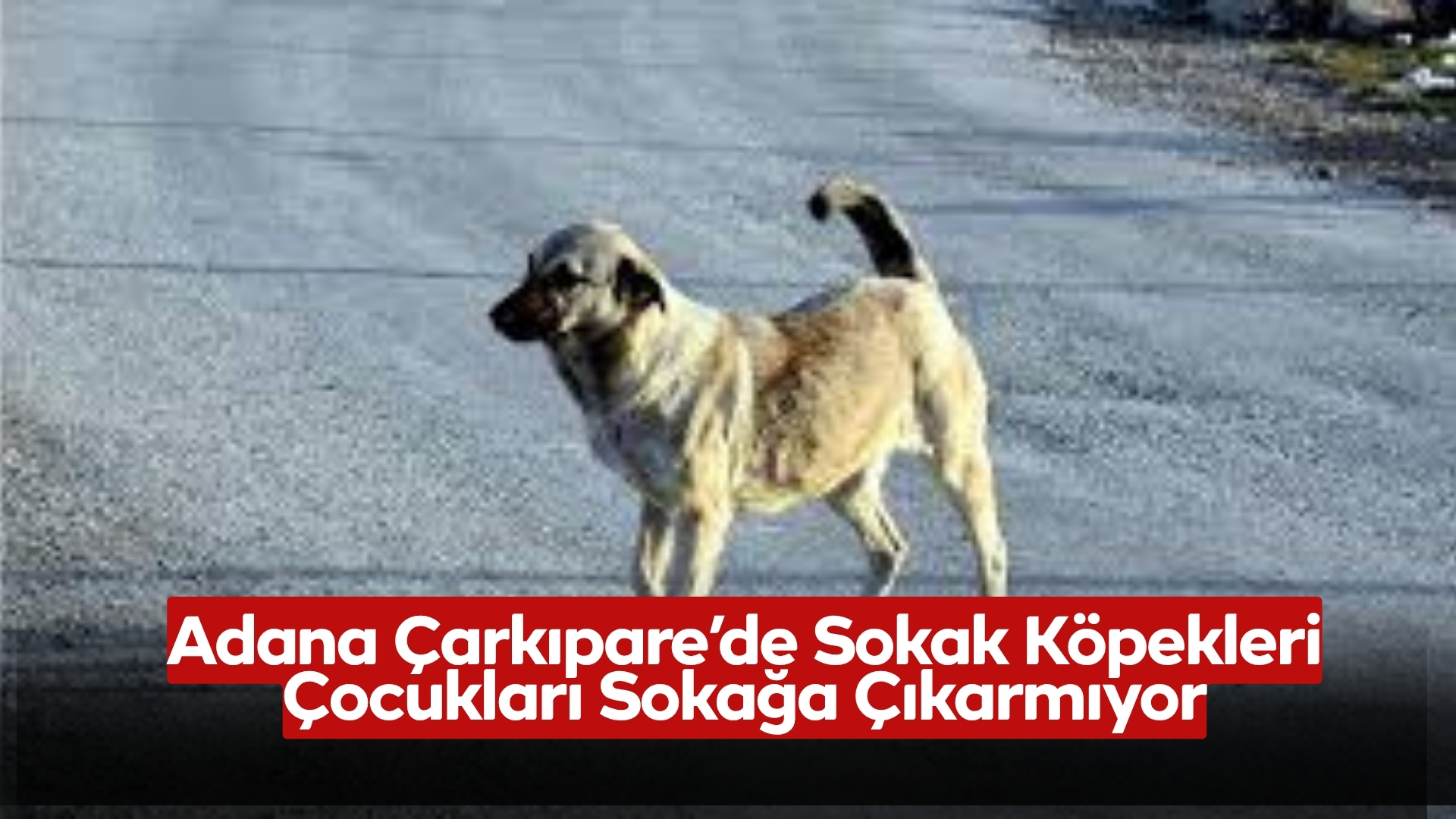 Adana Çarkıpare Mahallesi’nde Sokak Köpekleri Vatandaşları Tedirgin Ediyor